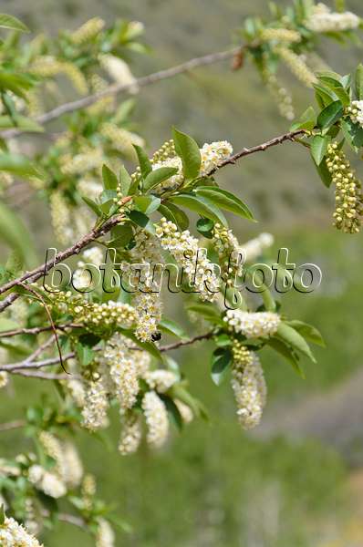 508331 - Virginische Traubenkirsche (Prunus virginiana)