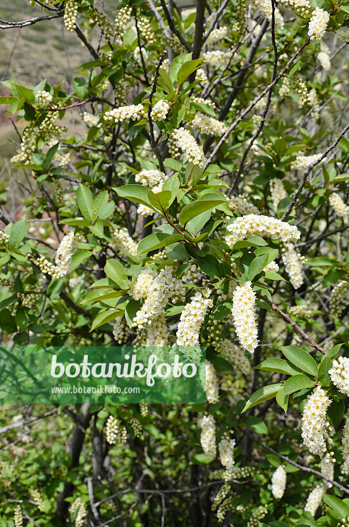 508332 - Virginische Traubenkirsche (Prunus virginiana)