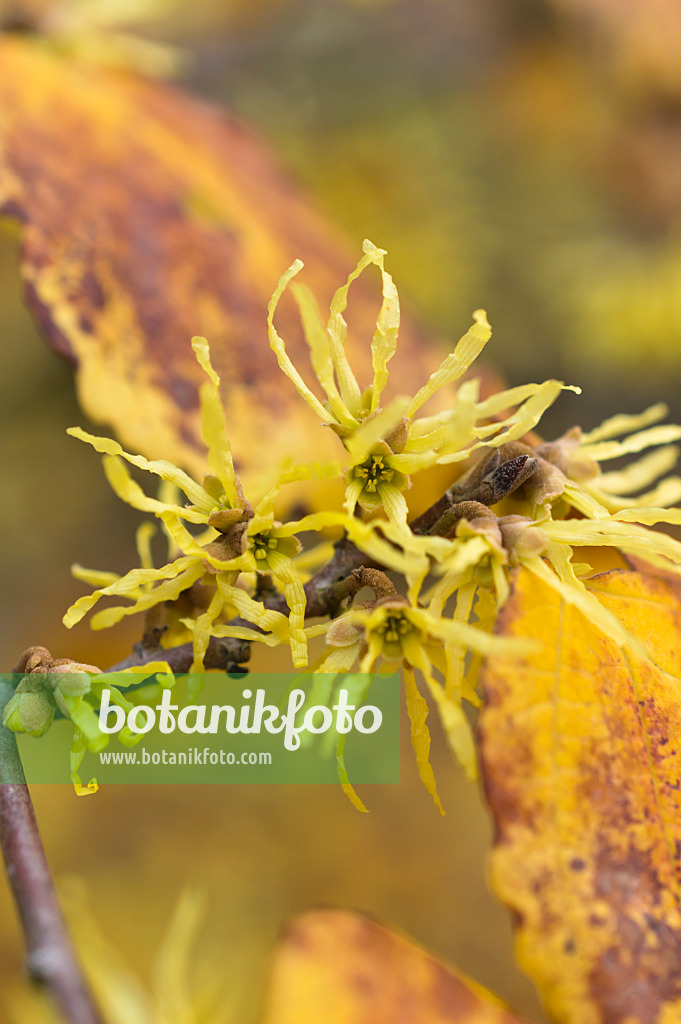 513086 - Virginische Zaubernuss (Hamamelis virginiana)