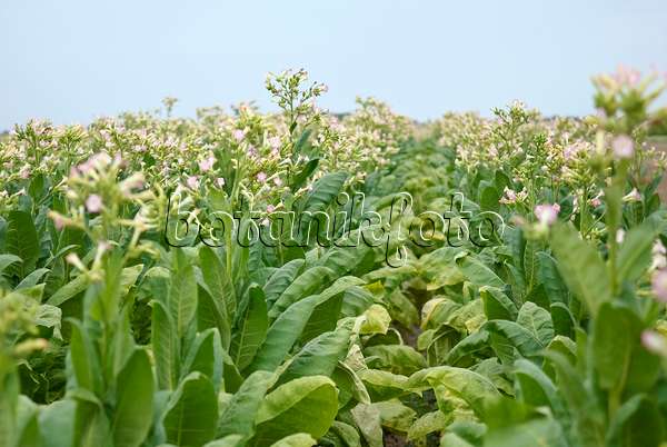 490102 - Virginischer Tabak (Nicotiana tabacum)