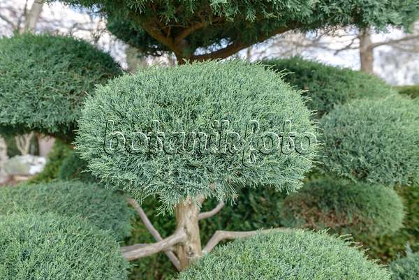 558128 - Virginischer Wacholder (Juniperus virginiana 'Hetz')