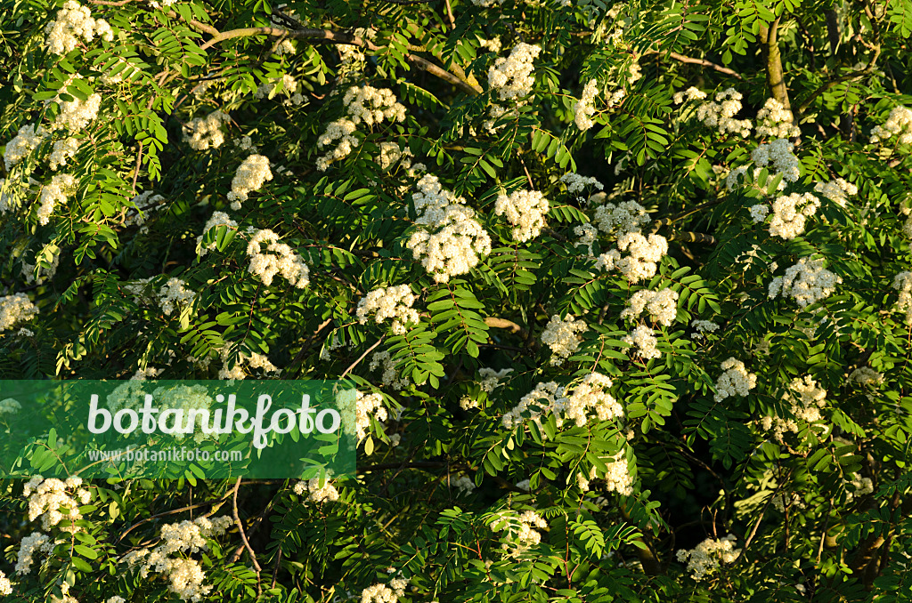 520272 - Vogelbeere (Sorbus aucuparia)