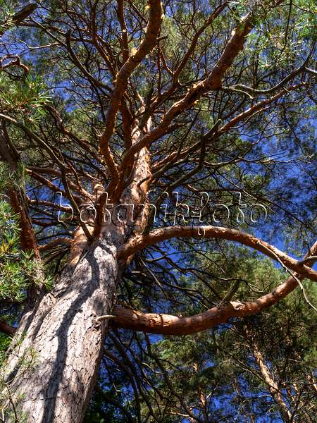 428360 - Waldkiefer (Pinus sylvestris)