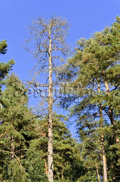 500234 - Waldkiefer (Pinus sylvestris)