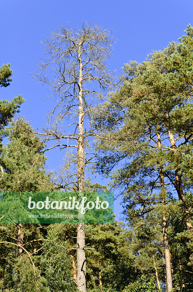 500234 - Waldkiefer (Pinus sylvestris)