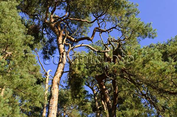 500235 - Waldkiefer (Pinus sylvestris)