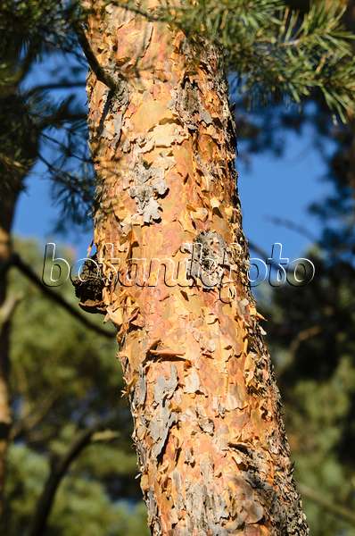 500237 - Waldkiefer (Pinus sylvestris)