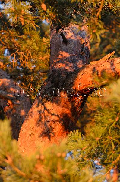526041 - Waldkiefer (Pinus sylvestris)