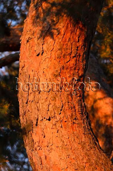 526042 - Waldkiefer (Pinus sylvestris)