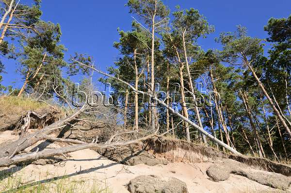 534310 - Waldkiefer (Pinus sylvestris) am Darsser Weststrand, Nationalpark Vorpommersche Boddenlandschaft, Deutschland