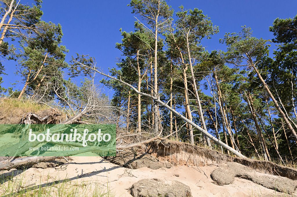 534310 - Waldkiefer (Pinus sylvestris) am Darsser Weststrand, Nationalpark Vorpommersche Boddenlandschaft, Deutschland