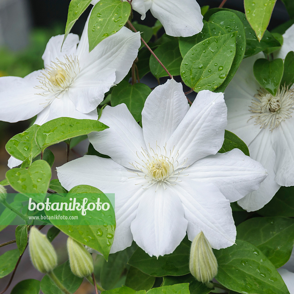 535391 - Waldrebe (Clematis Asagasumi)