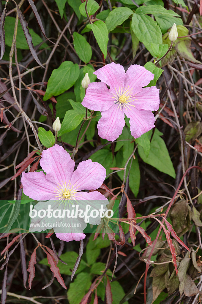 486072 - Waldrebe (Clematis Comtesse de Bouchaud)