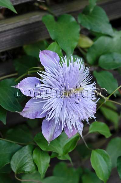 521289 - Waldrebe (Clematis Crystal Fountain)
