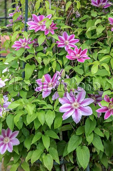 547112 - Waldrebe (Clematis Dr. Ruppel)