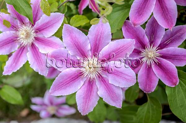 547113 - Waldrebe (Clematis Dr. Ruppel)