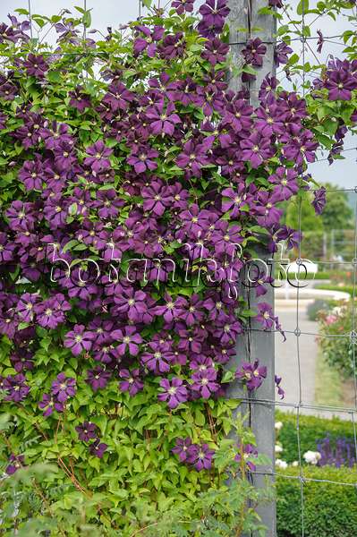558077 - Waldrebe (Clematis Etoile Violette)