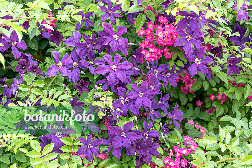 638050 - Waldrebe (Clematis Etoile Violette)