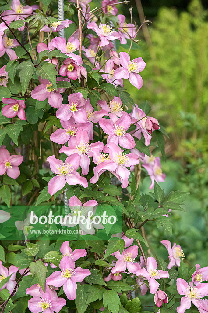 638051 - Waldrebe (Clematis Freda)