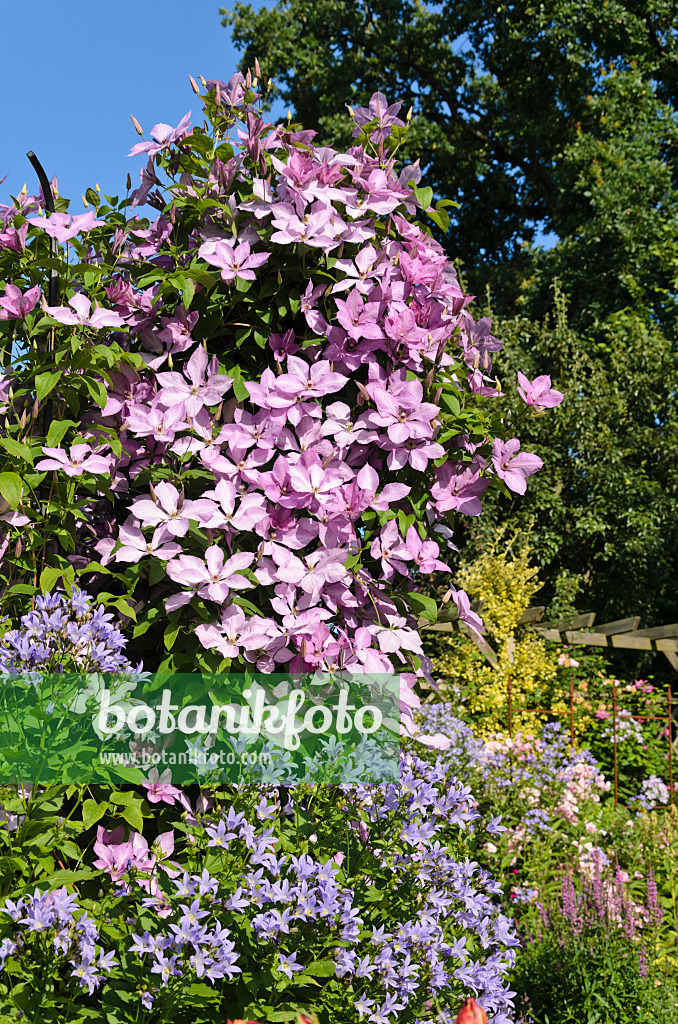 522055 - Waldrebe (Clematis Hagleys Hybrid) und Riesenglockenblume (Campanula lactiflora)