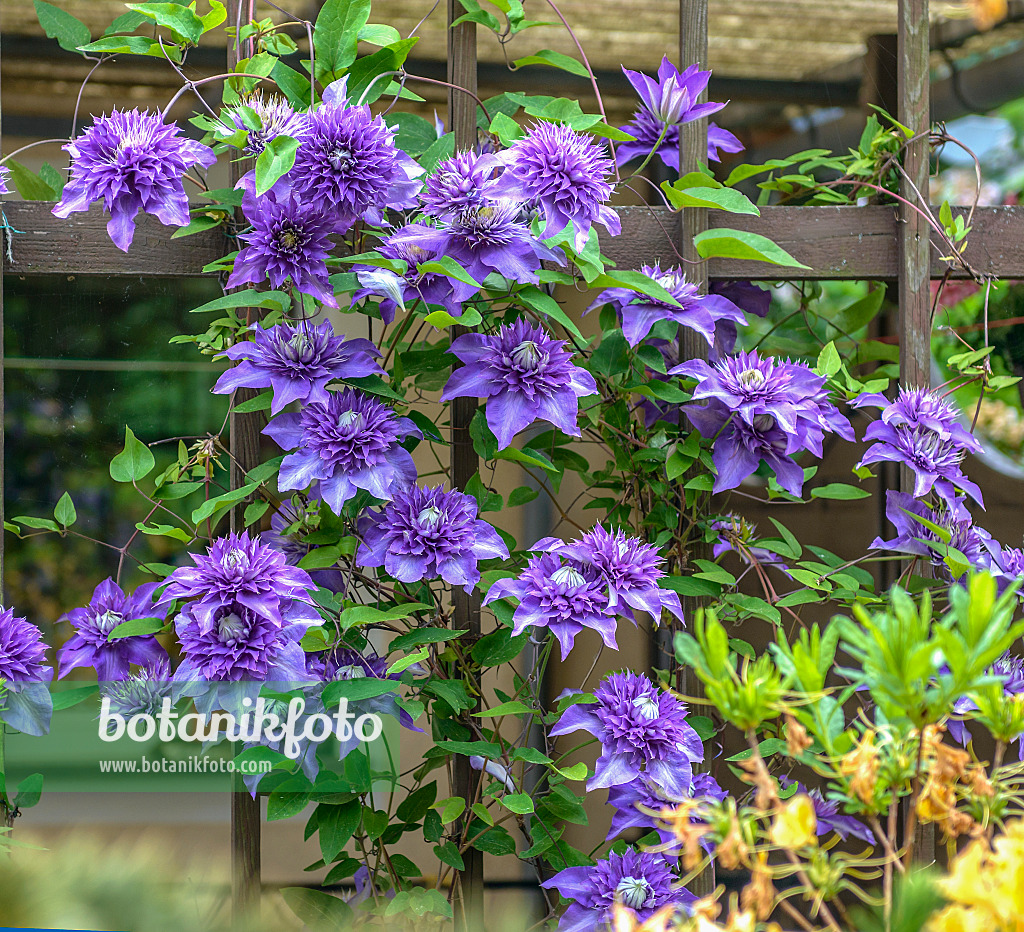 575064 - Waldrebe (Clematis Multi Blue)