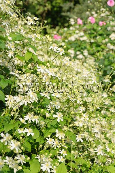 487265 - Waldrebe (Clematis Paul Farges)