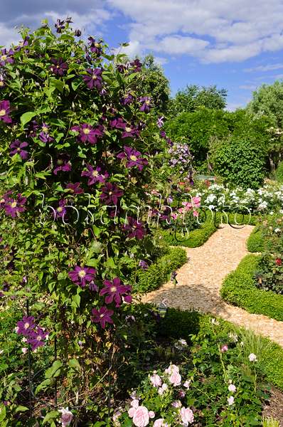 534051 - Waldrebe (Clematis) und Rosen (Rosa) in einem Rosengarten