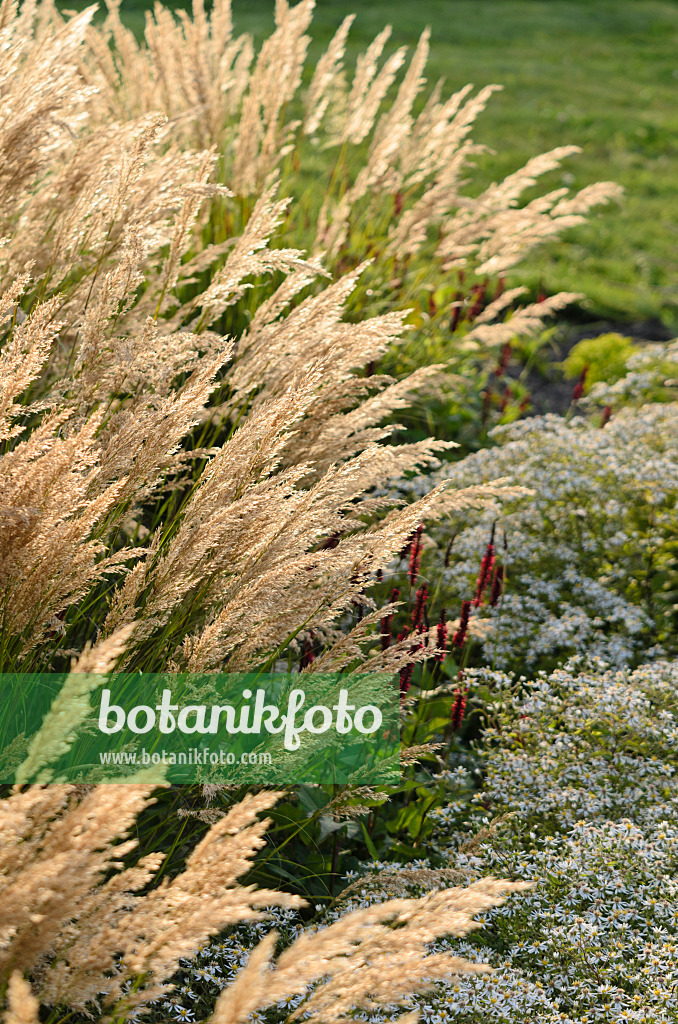 571088 - Waldreitgras (Calamagrostis arundinacea var. brachytricha syn. Achnatherum brachytricha)