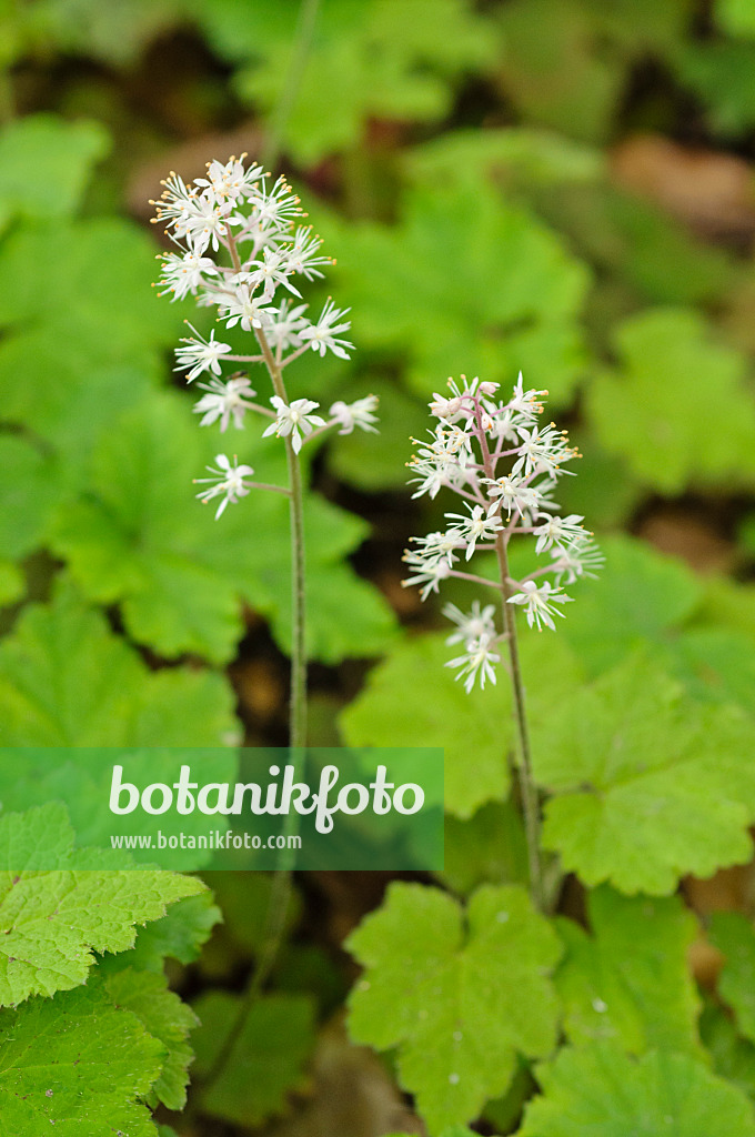 484067 - Waldschaumkraut (Tiarella cordifolia)