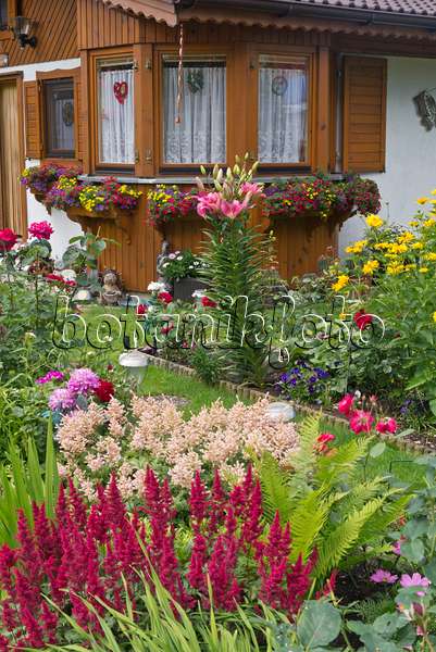 534257 - Waldspieren (Astilbe), Lilien (Lilium) und Zauberglöckchen (Calibrachoa) in einem Kleingarten