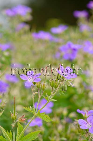 533454 - Waldstorchschnabel (Geranium sylvaticum 'Mayflower')