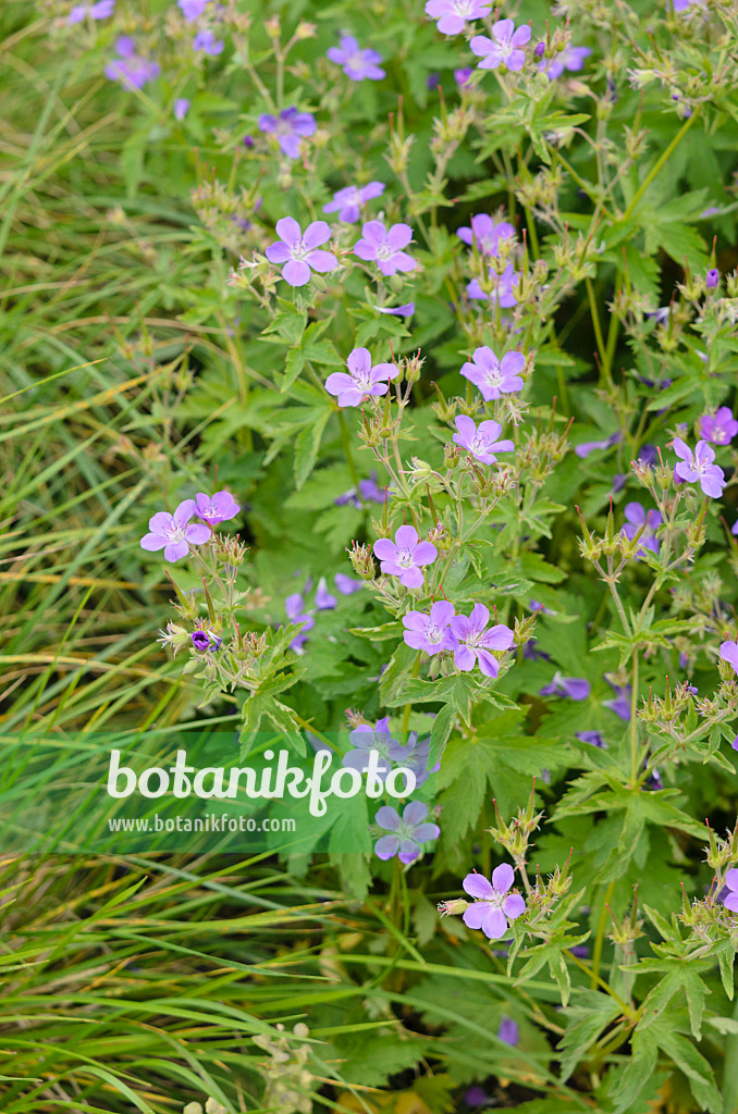 533455 - Waldstorchschnabel (Geranium sylvaticum 'Mayflower')