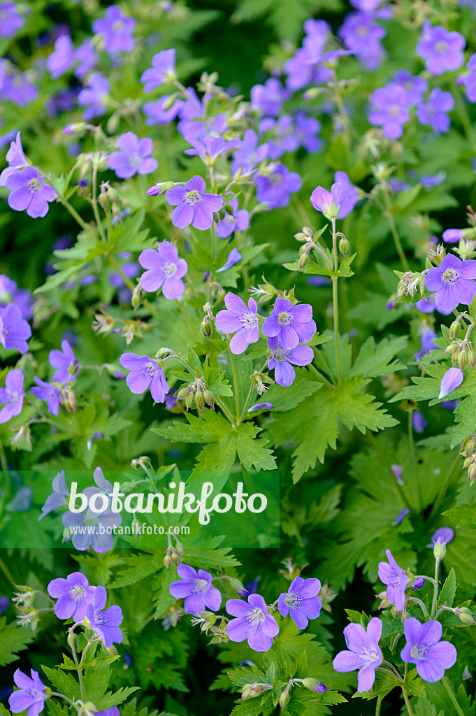 593086 - Waldstorchschnabel (Geranium sylvaticum 'Mayflower')