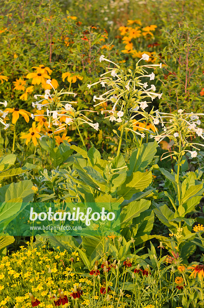 570126 - Waldtabak (Nicotiana sylvestris) und Sonnenhut (Rudbeckia)