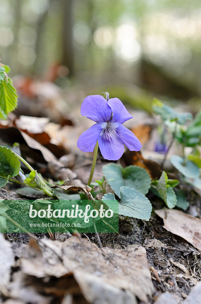 507166 - Waldveilchen (Viola reichenbachiana)