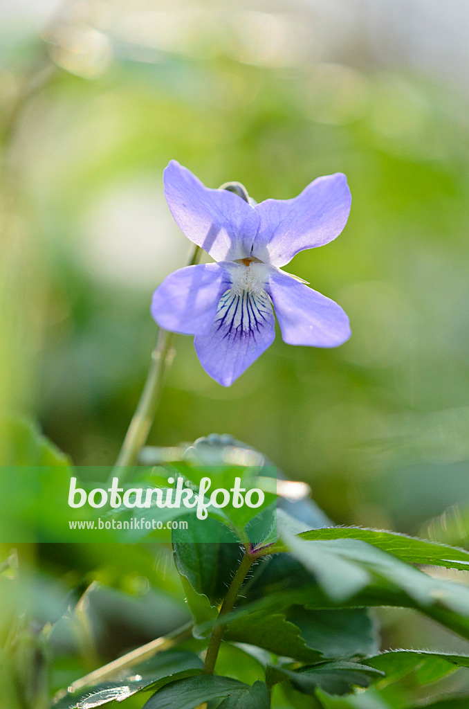 519158 - Waldveilchen (Viola reichenbachiana)