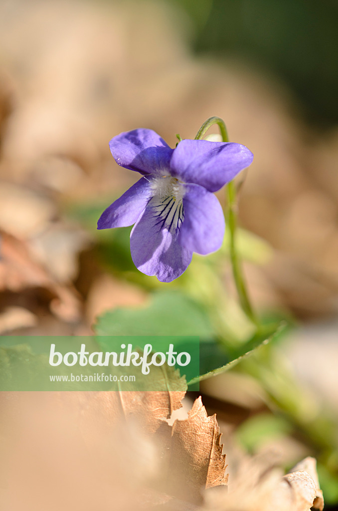 519159 - Waldveilchen (Viola reichenbachiana)