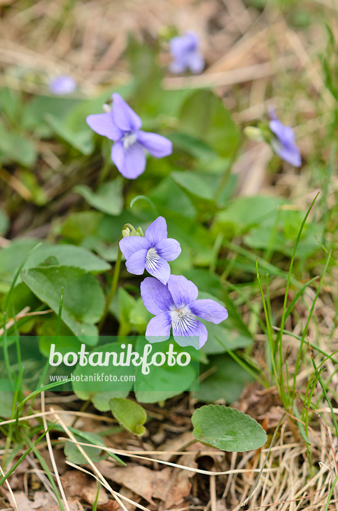 544037 - Waldveilchen (Viola reichenbachiana)