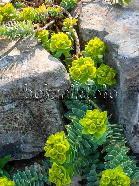 412015 - Walzenwolfsmilch (Euphorbia myrsinites)