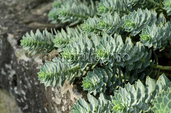 500068 - Walzenwolfsmilch (Euphorbia myrsinites)