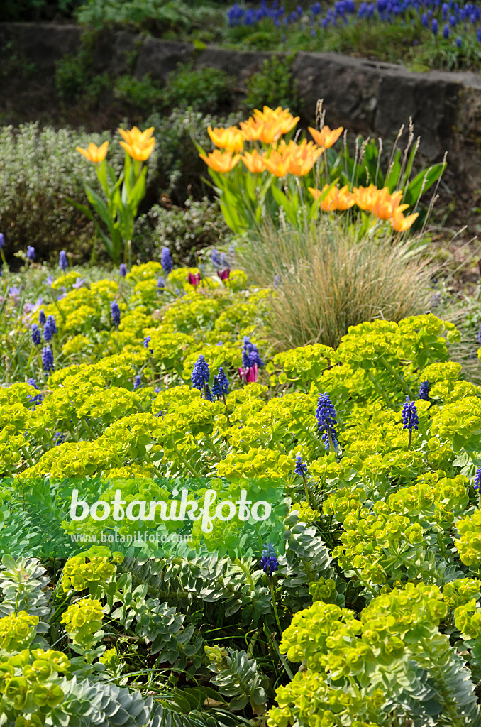 531041 - Walzenwolfsmilch (Euphorbia myrsinites), Traubenhyazinthen (Muscari) und Tulpen (Tulipa)