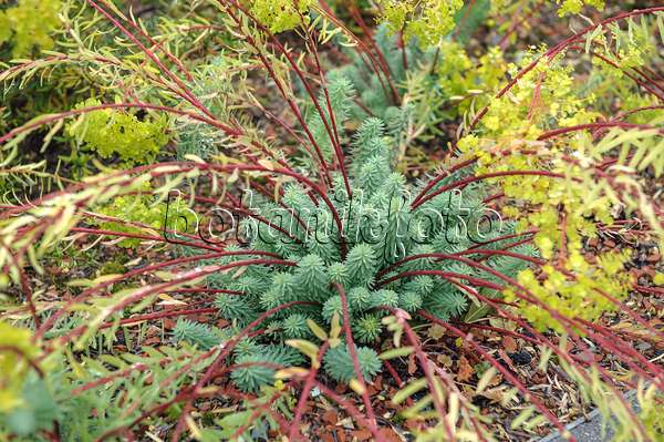 535405 - Walzenwolfsmilch (Euphorbia myrsinites)