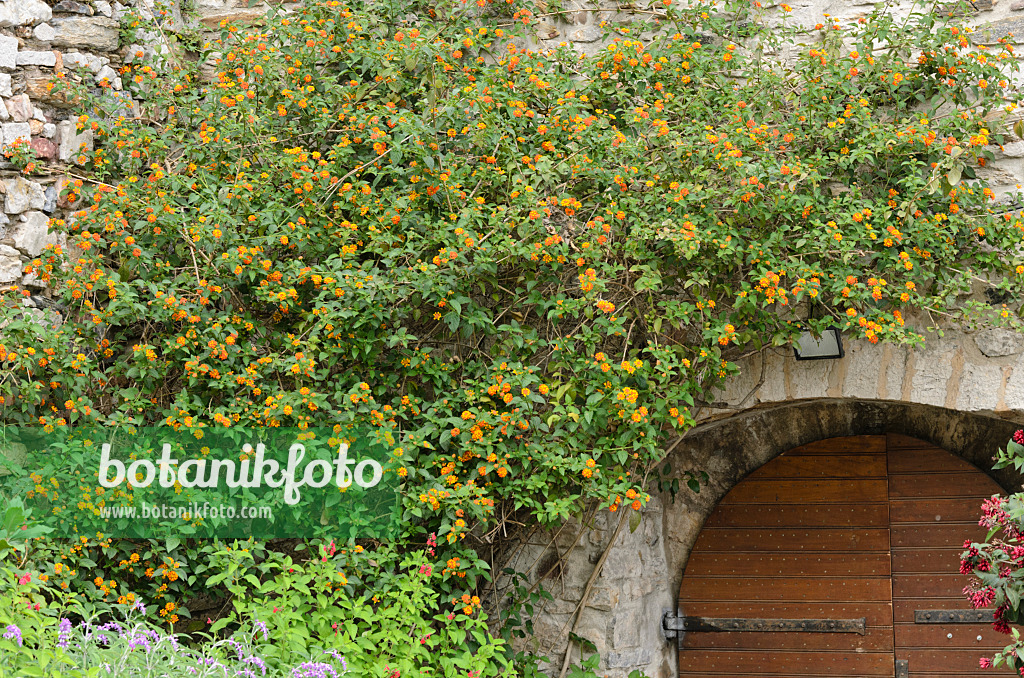 533114 - Wandelröschen (Lantana) an einer Steinmauer