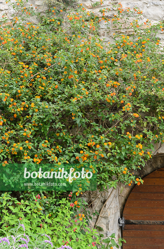 533126 - Wandelröschen (Lantana) an einer Steinmauer