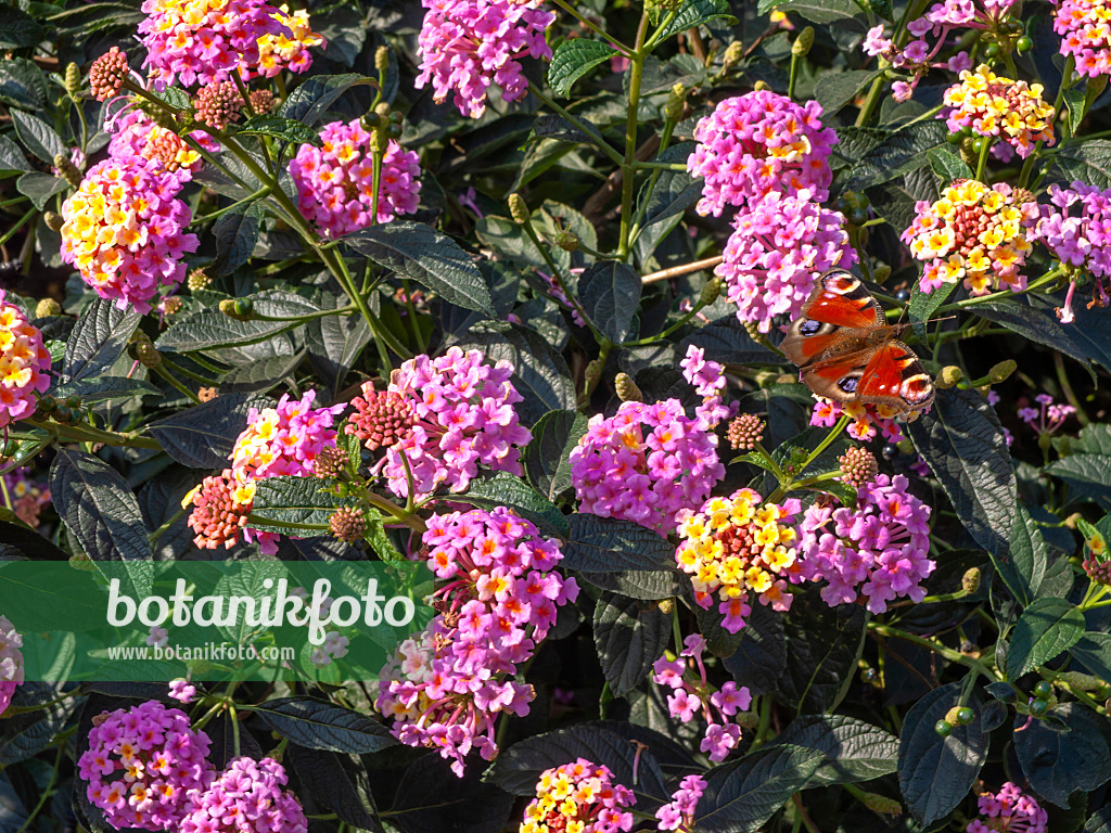 442017 - Wandelröschen (Lantana camara 'Arlequin') und Tagpfauenauge (Inachis io)