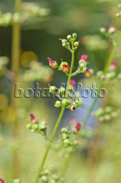 486134 - Wasserbraunwurz (Scrophularia auriculata)