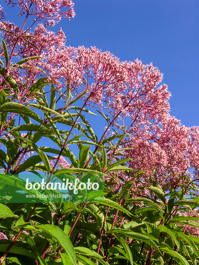 404036 - Wasserdost (Eupatorium maculatum 'Glutball' syn. Eutrochium maculatum 'Glutball')