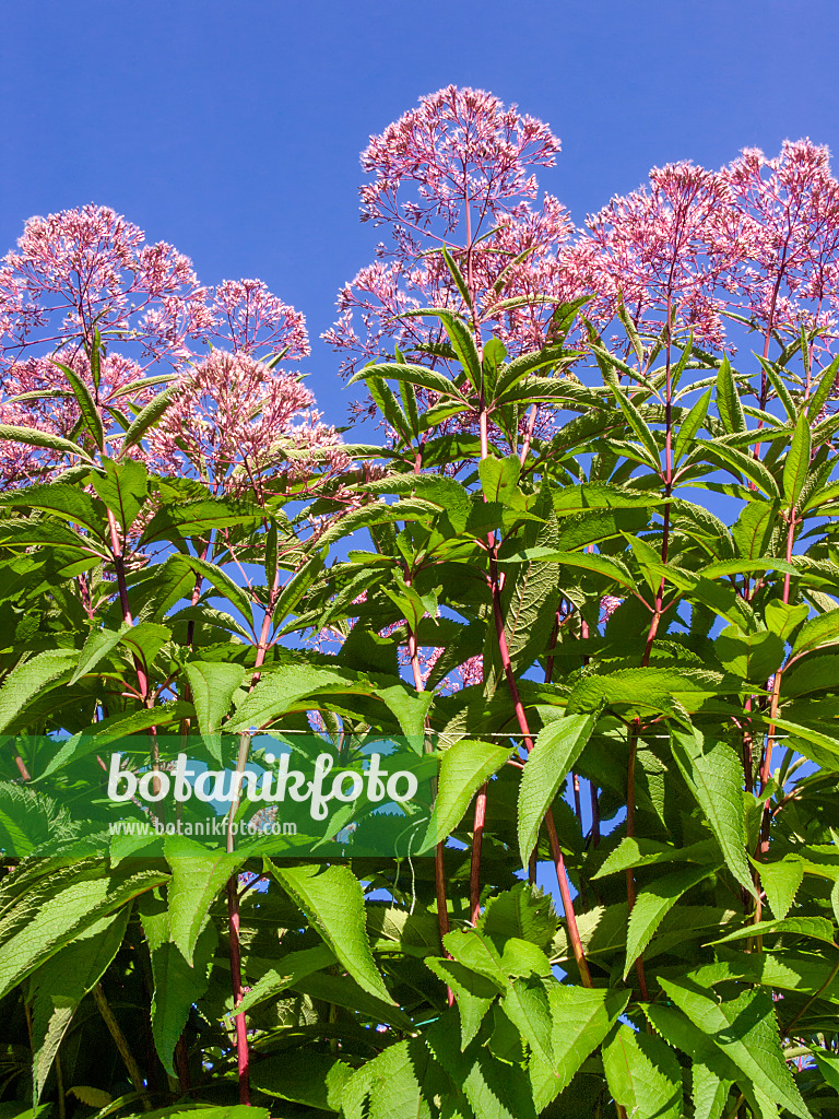 404037 - Wasserdost (Eupatorium maculatum 'Glutball' syn. Eutrochium maculatum 'Glutball')