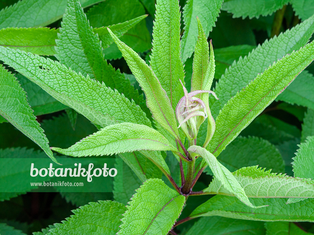 461110 - Wasserdost (Eupatorium maculatum 'Glutball' syn. Eutrochium maculatum 'Glutball')