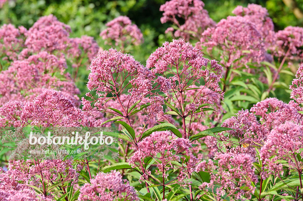 475115 - Wasserdost (Eupatorium maculatum 'Glutball' syn. Eutrochium maculatum 'Glutball')